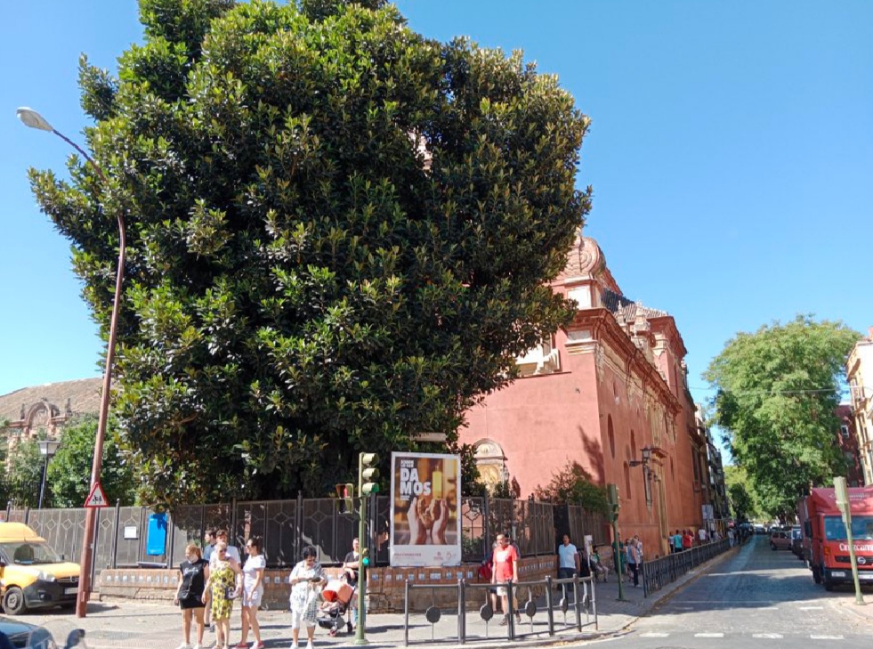 Polémica con el Ficus de San&nbsp;Jacinto